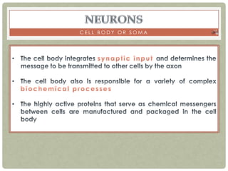 CELL BODY OR SOMA
 