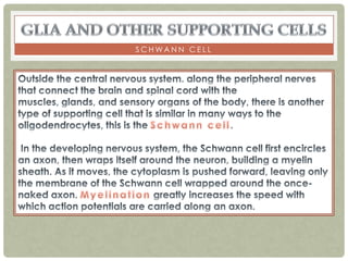 SCHWANN CELL
 