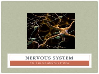 CELLS IN THE NERVOUS SYSTEM
 