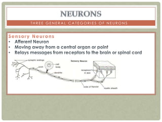 THREE GENERAL CATEGORIES OF NEURONS
 