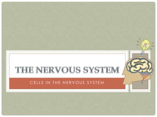CELLS IN THE NERVOUS SYSTEM
 