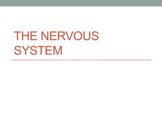 THE NERVOUS
SYSTEM
 