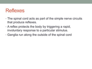 Reflexes
• The spinal cord acts as part of the simple nerve circuits
  that produce reflexes.
• A reflex protects the body by triggering a rapid,
  involuntary response to a particular stimulus.
• Ganglia run along the outside of the spinal cord
 