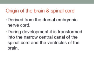 Origin of the brain & spinal cord
• Derived from the dorsal embryonic
  nerve cord.
• During development it is transformed
  into the narrow central canal of the
  spinal cord and the ventricles of the
  brain.
 