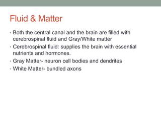Fluid & Matter
• Both the central canal and the brain are filled with
  cerebrospinal fluid and Gray/White matter
• Cerebrospinal fluid: supplies the brain with essential
  nutrients and hormones.
• Gray Matter- neuron cell bodies and dendrites
• White Matter- bundled axons
 
