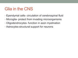 Glia in the CNS
• Ependymal cells- circulation of cerebrospinal fluid
• Microglia- protect from invading microorganisms
• Oligodendrocytes- function in axon myelination
• Astrocytes-structural support for neurons
 