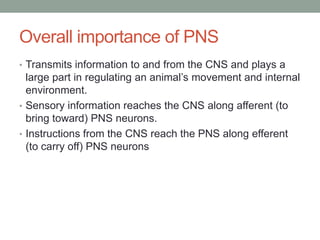 Overall importance of PNS
• Transmits information to and from the CNS and plays a
  large part in regulating an animal’s movement and internal
  environment.
• Sensory information reaches the CNS along afferent (to
  bring toward) PNS neurons.
• Instructions from the CNS reach the PNS along efferent
  (to carry off) PNS neurons
 