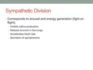 Sympathetic Division
• Corresponds to arousal and energy generation (fight-or-
 flight).
  • Inhibits saliva production
  • Relaxes bronchi in the lungs
  • Accelerates heart rate
  • Secretion of epinipherene
 