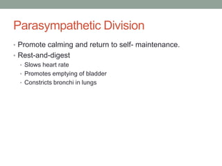 Parasympathetic Division
• Promote calming and return to self- maintenance.
• Rest-and-digest
  • Slows heart rate
  • Promotes emptying of bladder
  • Constricts bronchi in lungs
 