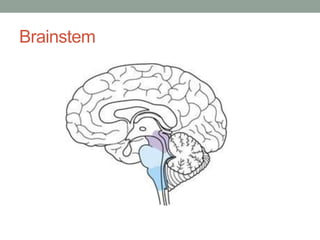 Brainstem
 