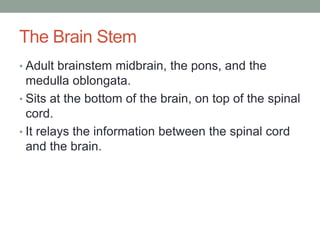 The Brain Stem
• Adult brainstem midbrain, the pons, and the
  medulla oblongata.
• Sits at the bottom of the brain, on top of the spinal
  cord.
• It relays the information between the spinal cord
  and the brain.
 