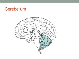 Cerebellum
 