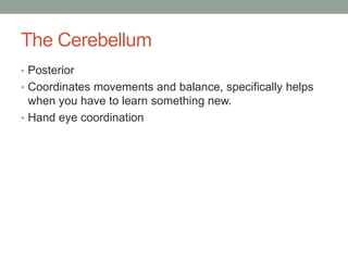 The Cerebellum
• Posterior
• Coordinates movements and balance, specifically helps
  when you have to learn something new.
• Hand eye coordination
 