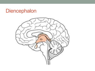 Diencephalon
 
