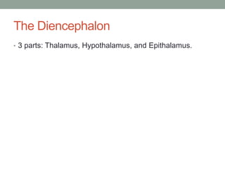 The Diencephalon
• 3 parts: Thalamus, Hypothalamus, and Epithalamus.
 