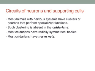 Circuits of neurons and supporting cells
• Most animals with nervous systems have clusters of
  neurons that perform specialized functions.
• Such clustering is absent in the cnidarians.
• Most cnidarians have radially symmetrical bodies.
• Most cnidarians have nerve nets.
 
