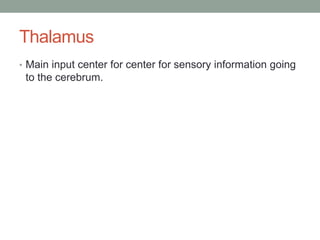 Thalamus
• Main input center for center for sensory information going
 to the cerebrum.
 