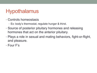 Hypothalamus
• Controls homeostasis
  • Ex: body’s thermostat, regulate hunger & thirst.
• Source of posterior pituitary hormones and releasing
  hormones that act on the anterior pituitary.
• Plays a role in sexual and mating behaviors, fight-or-flight,
  and pleasure.
• Four F’s
 