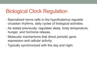 Biological Clock Regulation
• Specialized nerve cells in the hypothalamus regulate
  circadian rhythms, daily cycles of biological activities.
• As stated previously: regulates sleep, body temperature,
  hunger, and hormone release.
• Molecular mechanisms that direct periodic gene
  expression and cellular activity.
• Typically synchronized with the day and night.
 