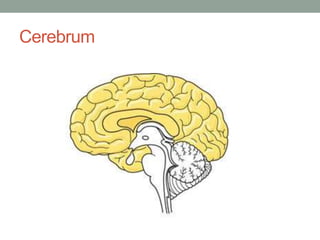 Cerebrum
 