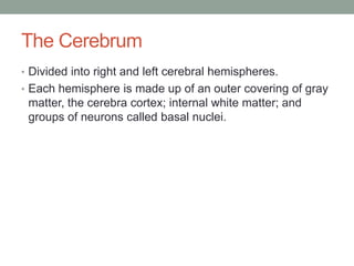 The Cerebrum
• Divided into right and left cerebral hemispheres.
• Each hemisphere is made up of an outer covering of gray
 matter, the cerebra cortex; internal white matter; and
 groups of neurons called basal nuclei.
 