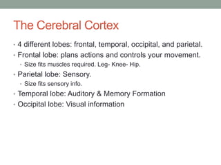 The Cerebral Cortex
• 4 different lobes: frontal, temporal, occipital, and parietal.
• Frontal lobe: plans actions and controls your movement.
  • Size fits muscles required. Leg- Knee- Hip.
• Parietal lobe: Sensory.
  • Size fits sensory info.
• Temporal lobe: Auditory & Memory Formation
• Occipital lobe: Visual information
 