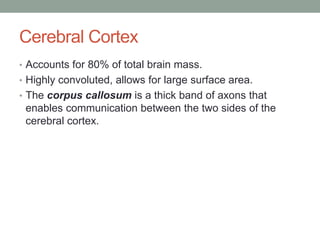 Cerebral Cortex
• Accounts for 80% of total brain mass.
• Highly convoluted, allows for large surface area.
• The corpus callosum is a thick band of axons that
 enables communication between the two sides of the
 cerebral cortex.
 