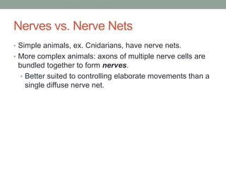 Nerves vs. Nerve Nets
• Simple animals, ex. Cnidarians, have nerve nets.
• More complex animals: axons of multiple nerve cells are
 bundled together to form nerves.
  • Better suited to controlling elaborate movements than a
    single diffuse nerve net.
 