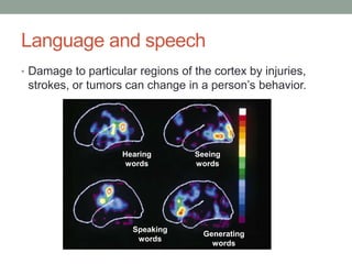 Language and speech
• Damage to particular regions of the cortex by injuries,
 strokes, or tumors can change in a person’s behavior.
                                                      Max




                        Hearing      Seeing
                         words       words




                                                      Min
                          Speaking
                                       Generating
         Figure 48.29
                           words
                                         words
 