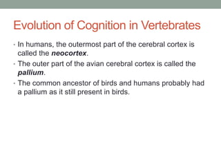Evolution of Cognition in Vertebrates
• In humans, the outermost part of the cerebral cortex is
  called the neocortex.
• The outer part of the avian cerebral cortex is called the
  pallium.
• The common ancestor of birds and humans probably had
  a pallium as it still present in birds.
 