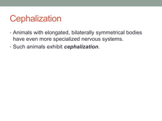 Cephalization
• Animals with elongated, bilaterally symmetrical bodies
  have even more specialized nervous systems.
• Such animals exhibit cephalization.
 
