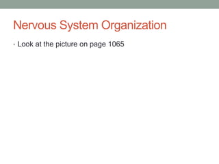 Nervous System Organization
• Look at the picture on page 1065
 