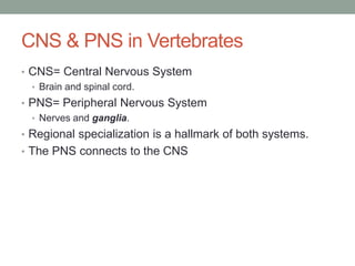 CNS & PNS in Vertebrates
• CNS= Central Nervous System
  • Brain and spinal cord.
• PNS= Peripheral Nervous System
  • Nerves and ganglia.
• Regional specialization is a hallmark of both systems.
• The PNS connects to the CNS
 