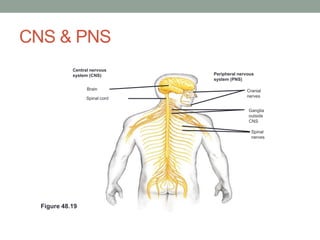 CNS & PNS
            Central nervous
            system (CNS)        Peripheral nervous
                                system (PNS)

                  Brain                       Cranial
                  Spinal cord                 nerves


                                               Ganglia
                                               outside
                                               CNS

                                                Spinal
                                                nerves




  Figure 48.19
 