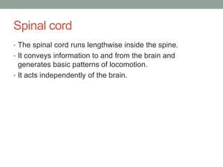 Spinal cord
• The spinal cord runs lengthwise inside the spine.
• It conveys information to and from the brain and
  generates basic patterns of locomotion.
• It acts independently of the brain.
 