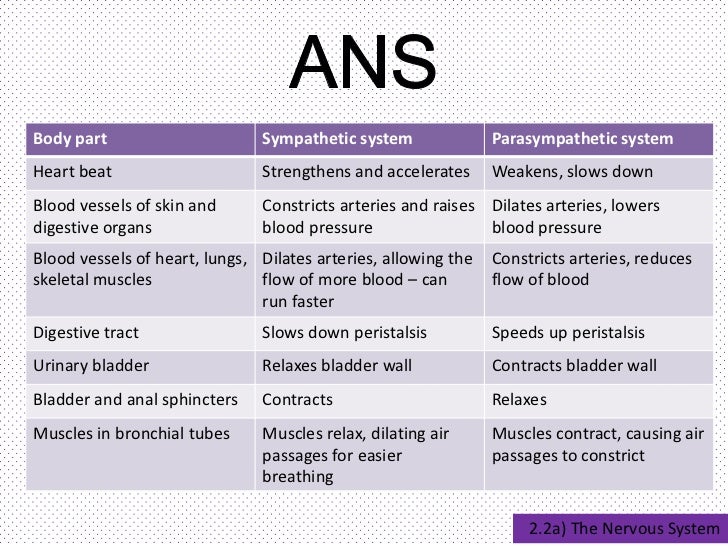 Sympathetic Nervous System Vs Parasympathetic Nervous System Chart