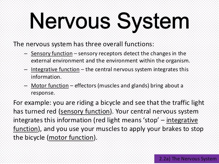 The Nervous System