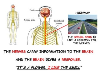 The nervous system | PPTX