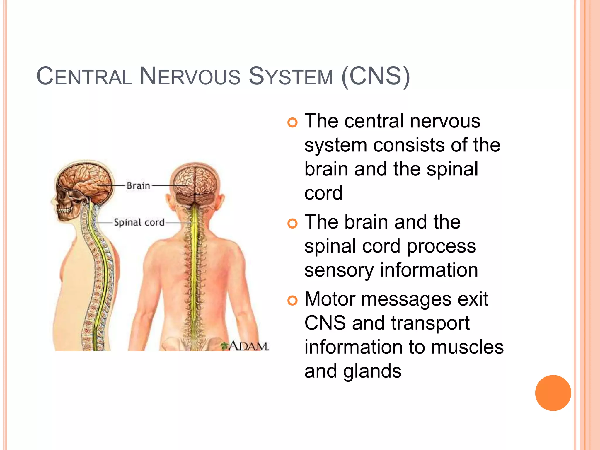 CENTRAL NERVOUS SYSTEM (CNS)
                   The central nervous
                    system consists of the
                    brain and the spinal
                    cord
                   The brain and the
                    spinal cord process
                    sensory information
                   Motor messages exit
                    CNS and transport
                    information to muscles
                    and glands
 