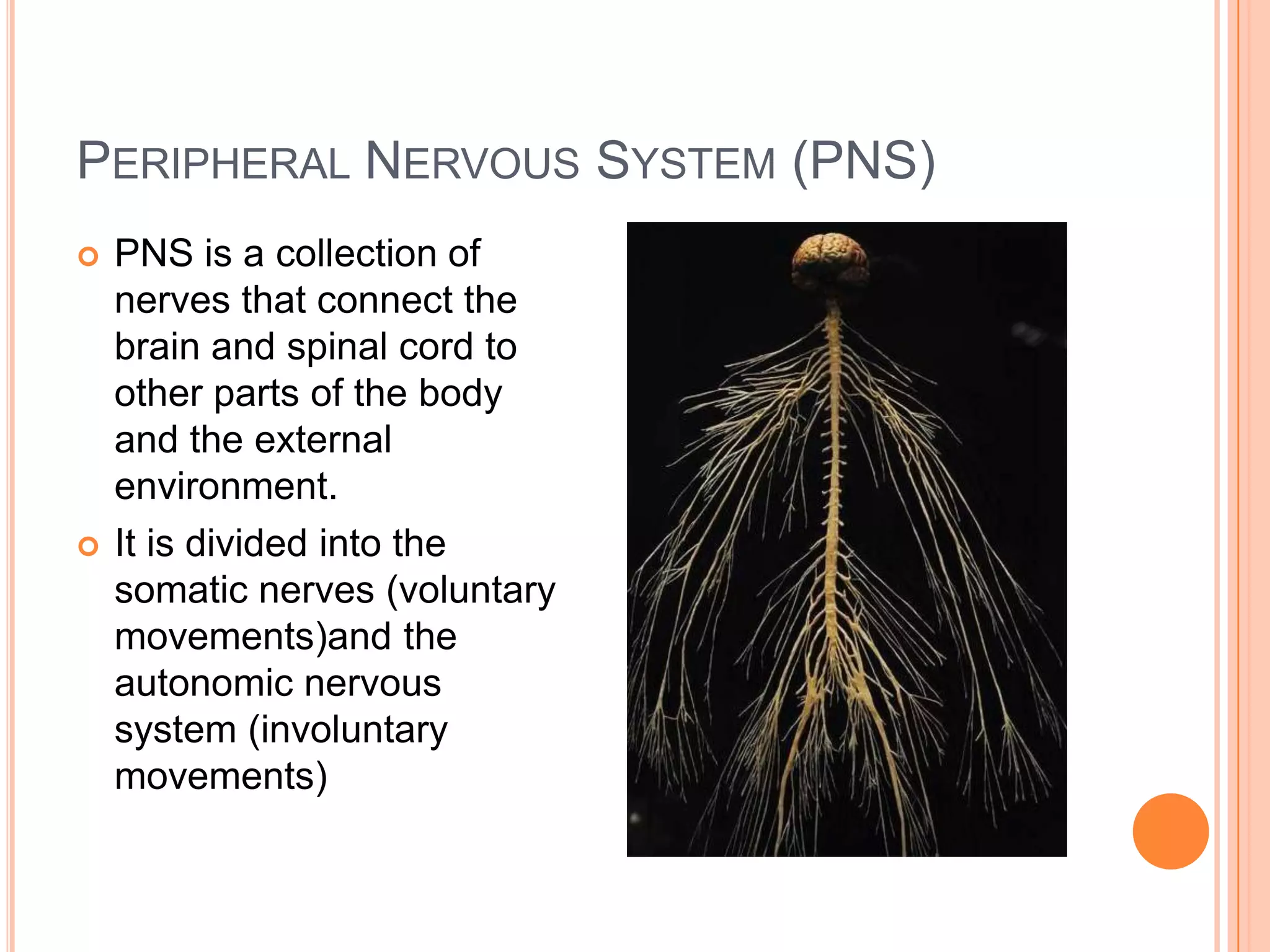 PERIPHERAL NERVOUS SYSTEM (PNS)
   PNS is a collection of
    nerves that connect the
    brain and spinal cord to
    other parts of the body
    and the external
    environment.
   It is divided into the
    somatic nerves (voluntary
    movements)and the
    autonomic nervous
    system (involuntary
    movements)
 