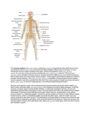 The nervous system is an organ system containing a network of specialized cells called neurons that
coordinate the actions of an animal and transmit signals between different parts of its body. In most
animals the nervous system consists of two parts, central and peripheral. Thecentral nervous
system of vertebrates (such as humans) contains the brain, spinal cord, andretina. The peripheral
nervous system consists of sensory neurons, clusters of neurons calledganglia, and nerves connecting
them to each other and to the central nervous system. These regions are all interconnected by means of
complex neural pathways. The enteric nervous system, a subsystem of the peripheral nervous system,
has the capacity, even when severed from the rest of the nervous system through its primary connection
by the vagus nerve, to function independently in controlling the gastrointestinal system.
Neurons send signals to other cells as electrochemical waves travelling along thin fibers calledaxons,
which cause chemicals called neurotransmitters to be released at junctions called synapses. A cell that
receives a synaptic signal may be excited, inhibited, or otherwise modulated. Sensory neurons are
activated by physical stimuli impinging on them, and send signals that inform the central nervous system
of the state of the body and the external environment. Motor neurons, situated either in the central
nervous system or in peripheral ganglia, connect the nervous system to muscles or other effector organs.
Central neurons, which in vertebrates greatly outnumber the other types, make all of their input and
output connections with other neurons. The interactions of all these types of neurons form neural circuits
that generate an organism's perception of the world and determine its behavior. Along with neurons, the
nervous system contains other specialized cells called glial cells (or simply glia), which provide structural
and metabolic support.
 