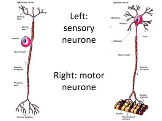 Left:
sensory
neurone
Right: motor
neurone
 