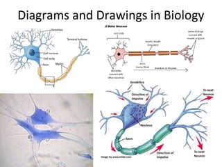 Diagrams and Drawings in Biology
 