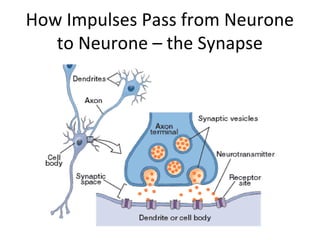How Impulses Pass from Neurone
to Neurone – the Synapse
 