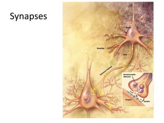 Synapses
 