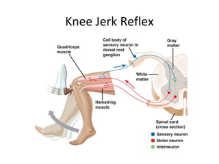 Knee Jerk Reflex
 