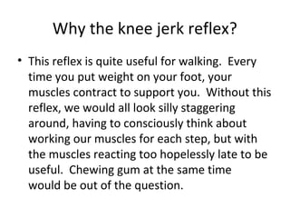 Why the knee jerk reflex?
• This reflex is quite useful for walking. Every
time you put weight on your foot, your
muscles contract to support you. Without this
reflex, we would all look silly staggering
around, having to consciously think about
working our muscles for each step, but with
the muscles reacting too hopelessly late to be
useful. Chewing gum at the same time
would be out of the question.
 