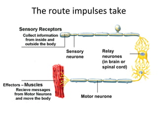The route impulses take
Effectors –
Sensory
neurone
Motor neurone
Relay
neurones
(in brain or
spinal cord)
 