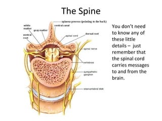 The Spine
You don’t need
to know any of
these little
details – just
remember that
the spinal cord
carries messages
to and from the
brain.
 