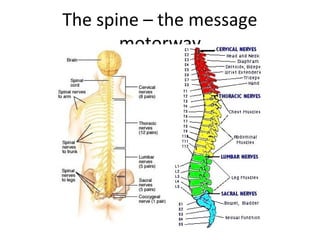 The spine – the message
motorway
 
